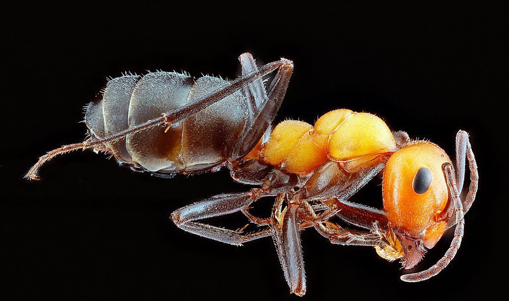 Ant Control service in Newport News, VA