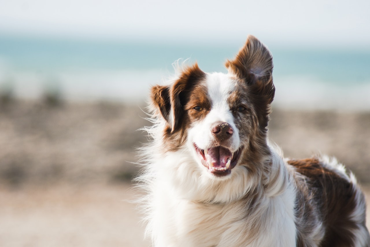 Flea & Tick Control service in Newport News, VA