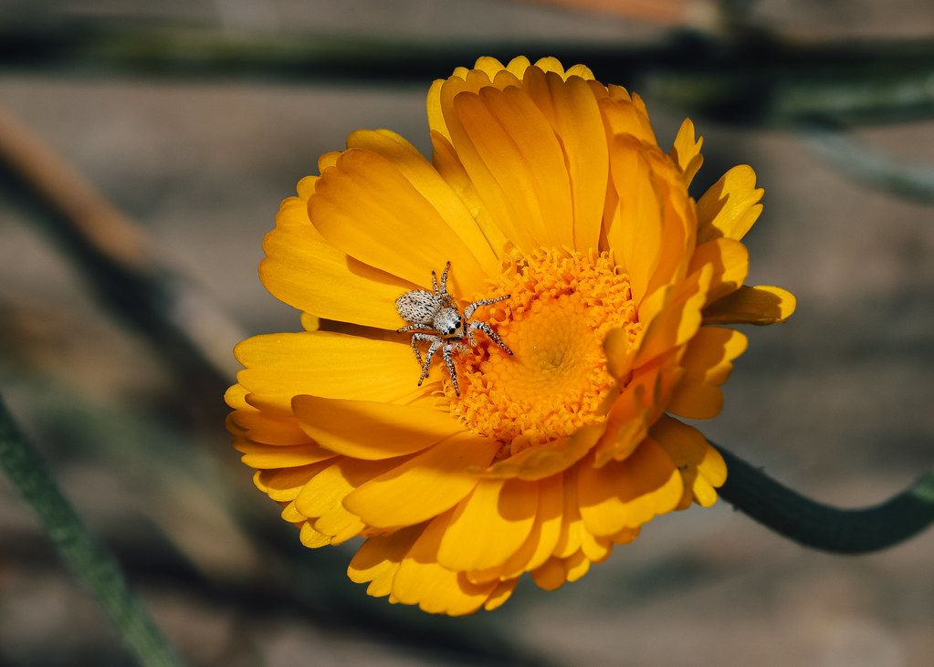 Spider Control service in Newport News, VA